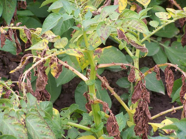 De par son incidence sur les rendements et la qualité, le mildiou est actuellement la principale maladie des cultures de pomme de terre.