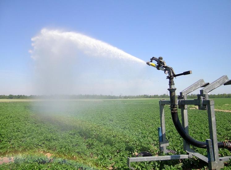 L’irrigation par aspersion est plus propice à la propagation du mildiou que le goutte-à-goutte.