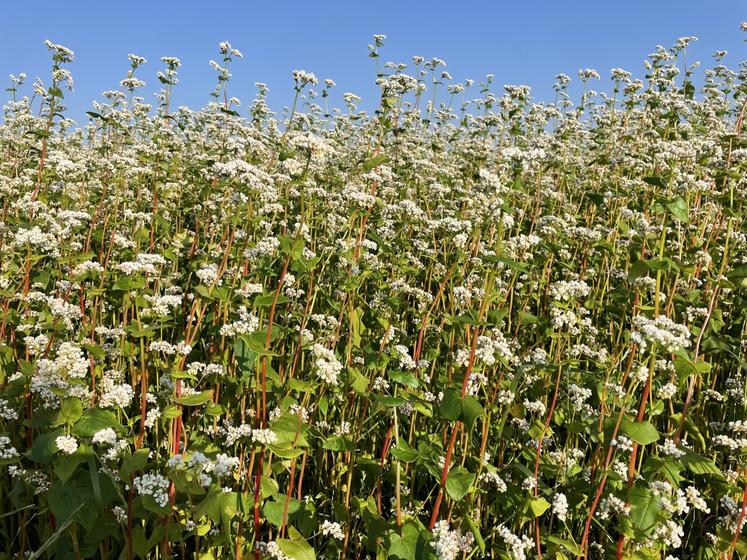 Sarrasin en fleur en juillet en Eure-et-Loir.