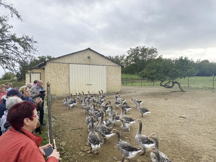 Étape obligaoire au pays du foie gras, la découverte d'un élevage d'oies.