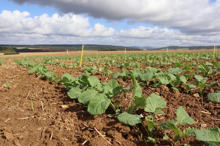 Limiter l’impact des ravageurs d’automne du colza passe en premier lieu par l’installation d’un colza robuste.