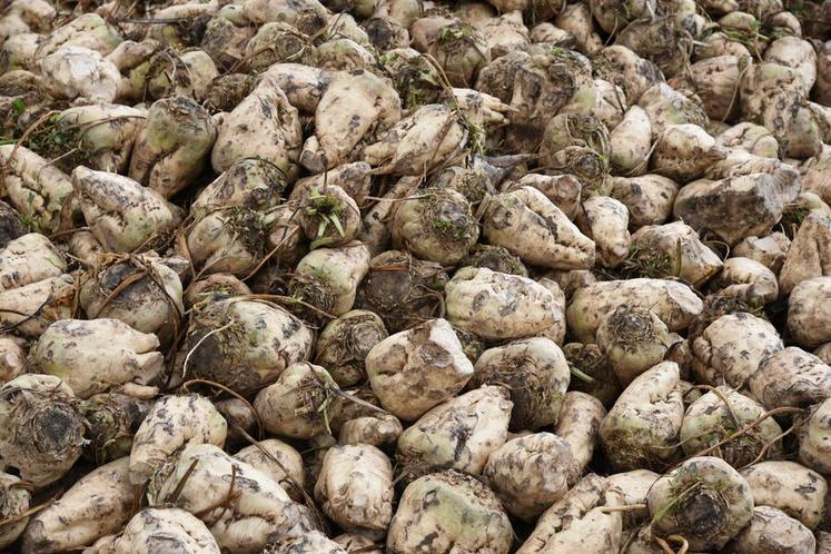 Les premiers arrachages de betteraves confirment des rendements globalement corrects, malgré des disparités liées aux conditions locales et à la jaunisse.