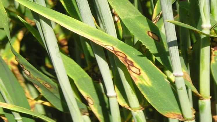 La rhynchosporiose sur orge d'hiver est une maladie très nuisible mais facile à reconnaître.