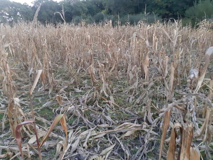 Les dégâts de sanglier sur les cultures de printemps représentent des pertes économiques considérables pour de nombreux agriculteurs.