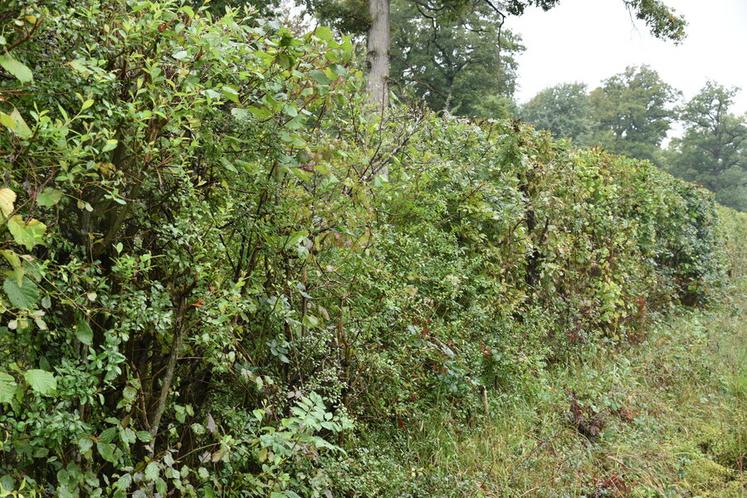 Si les haies et les arbres sont traversés par des barbelés, les machines travaillent plus en hauteur. De ce fait, la haie de lisière acquiert une fonction écologique : elle délimite la plaine et le bois, en assurant une transition forestière progressive.