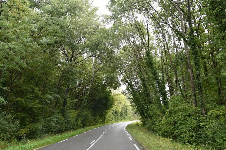 Une situation très dangereuse : des arbres penchés de plus de 30 % et d'essences non durables (trembles) dans un virage. En cas de chute, outre le danger pour les véhicules sur cet axe départemental, le Département appelle une entreprise et envoie la facture au propriétaire.