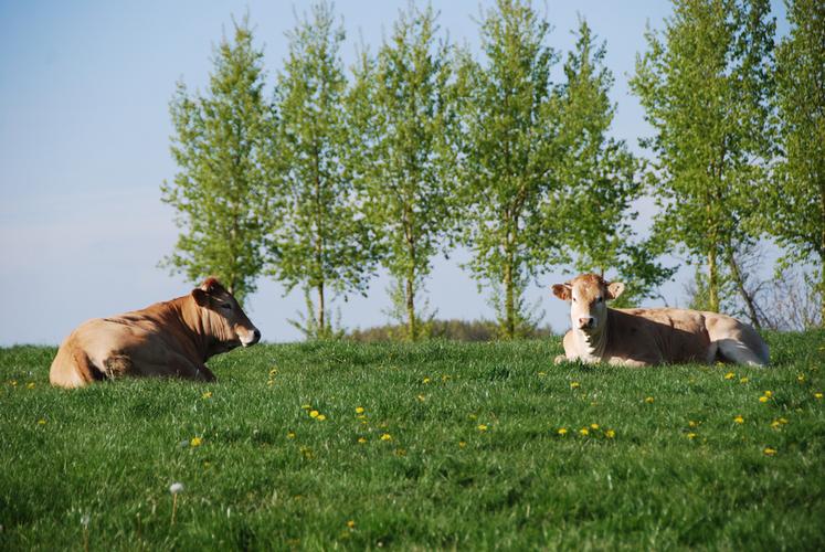 La DNC n’affecte que les bovins, les zébus et les buffles.