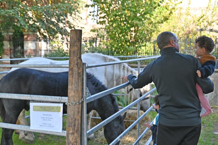 Les chevaux de trait de race percheron ont impressionné les visiteurs.