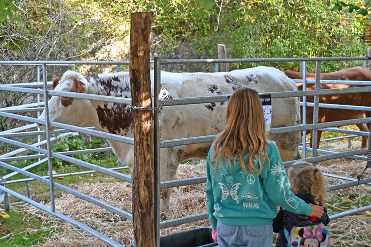 Dimanche 12 octobre à Mondoubleau. La race saosnoise percheronne était représentée lors de la foire aux bestiaux.
