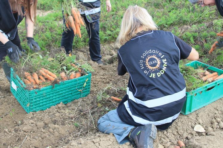 Glanage solidaire de carottes en Indre-et-Loire.