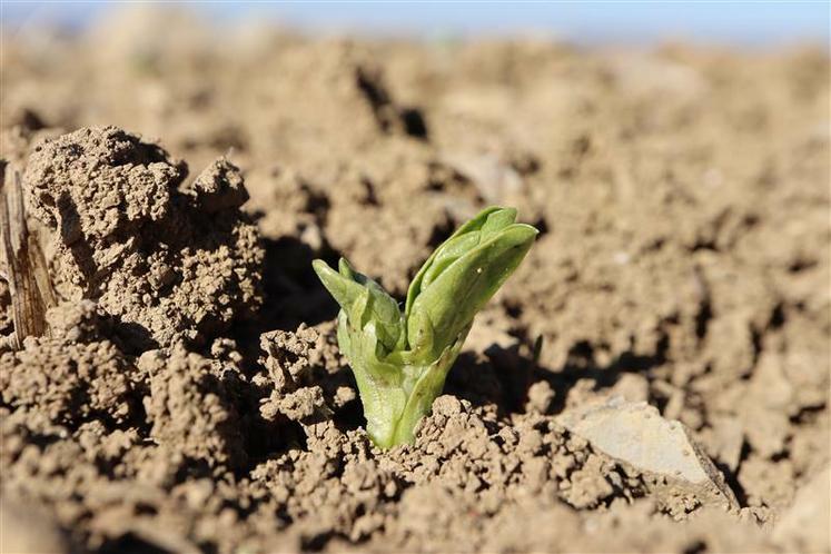 Un semis et une implantation réussie permettent de limiter les risques de maladie.