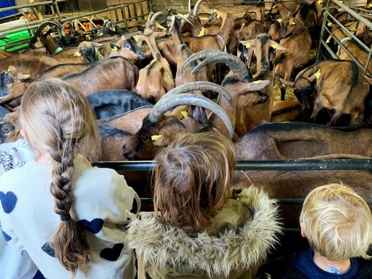 Ferme de Chauvry, à Chauvry (Val-d'Oise). Les 170 chèvres alpines, dont le lait est transformé en fromage, ont fait le bonheur des enfants.
