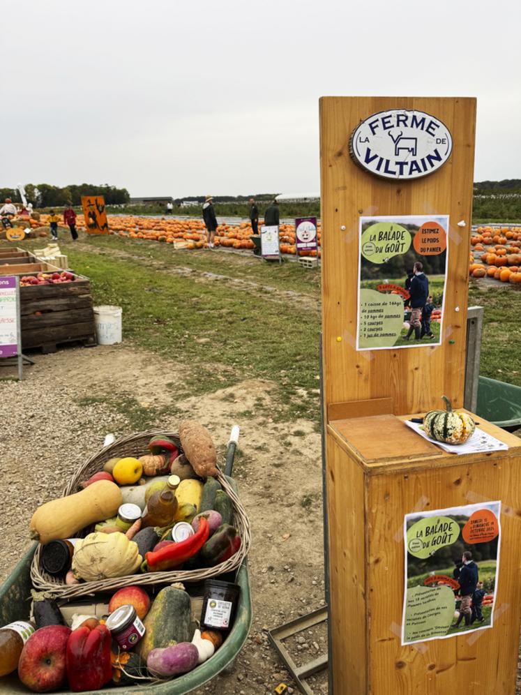Ferme de Viltain, à Jouy-en-Josas (Yvelines). La cueillette prend des couleurs d'Halloween. Dégustation de pommes fraîches et traite des vaches étaient aussi au programme. 