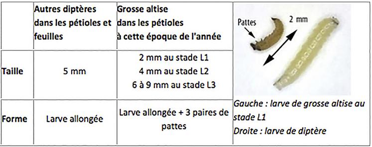 Attention à ne pas confondre les larves. 