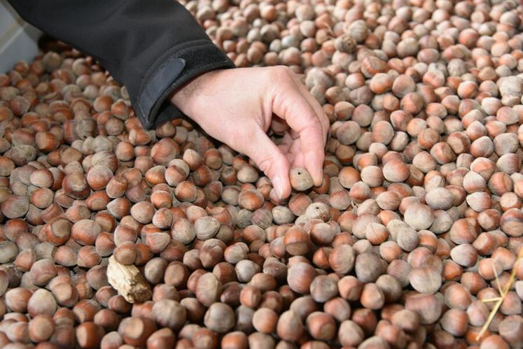 Derrière chaque trou, le passage du balanin : un petit charançon dont la larve dévore l’amande avant de s’envoler. Un casse-tête pour les producteurs.