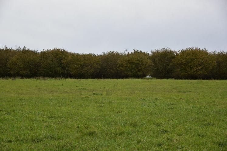 Plantés dans les années 1970, les noisetiers de Malleroy ont trouvé une seconde vie entre les mains de Loïc et Alexandrine Chocat.