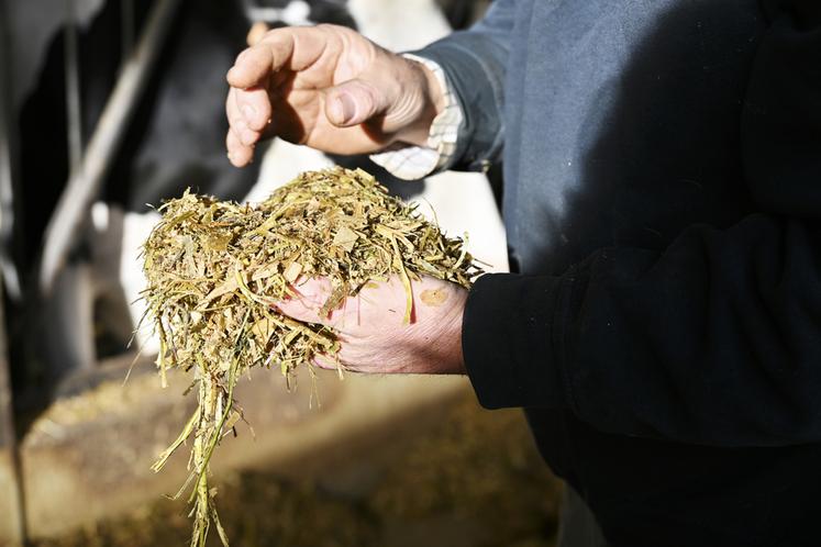 Ensilage de trèfle, luzerne, ray-grass, maïs, foin, pulpe de betterave surpressée, toutes les productions sont issues de la ferme.