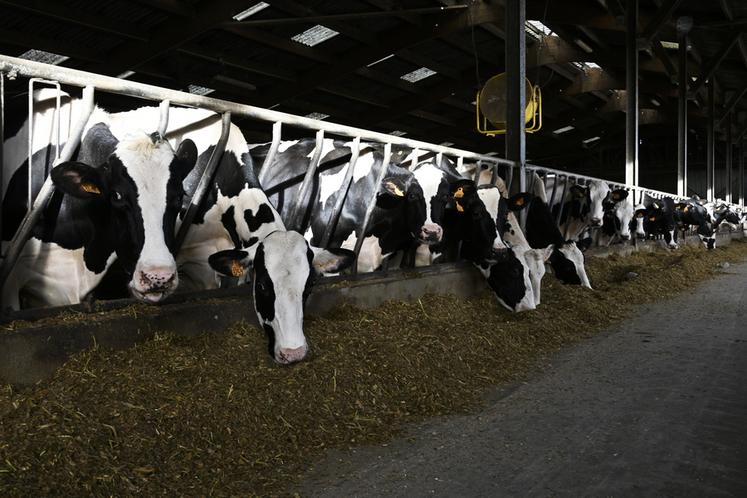 L'élevage de Bertrand Delenclos et de son associé Nicolas Dalmard compte 125 vaches de race prim'holstein.