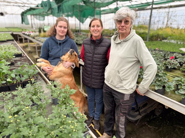 Le 16 octobre, à Umpeau. L'horticultrice Aurélie Coudière, entourée de sa salariée, Hélène Thomin (à d.) et de son apprentie, Margot Chavonnat (à g.), produit des fleurs à repiquer, des plants de légumes et des fraises sur son exploitation Jardin de vie.