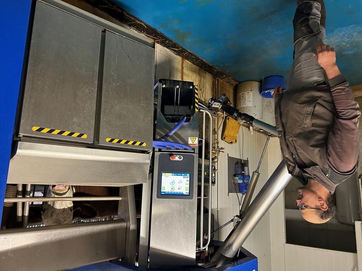 Les vaches, autonomes pour la traite, passent en moyenne 2,6 fois dans la salle, contre deux avec le système précédent.