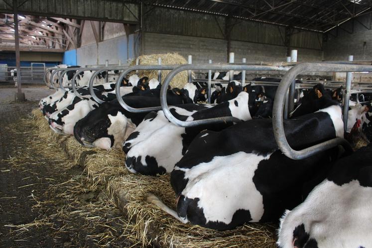 Les animaux se reposent en logettes paillées.