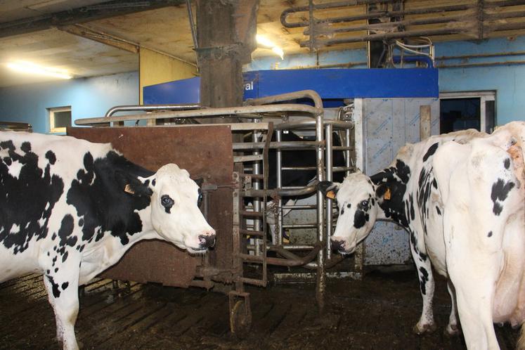 Les animaux passent en moyenne 2,6 fois par jour à l’un des deux robots.