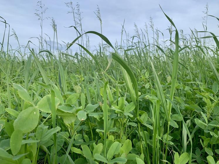 Le couvert est pâturé par les vaches quand l’assolement s’y prête ou récolté en enrubannage pour les génisses.