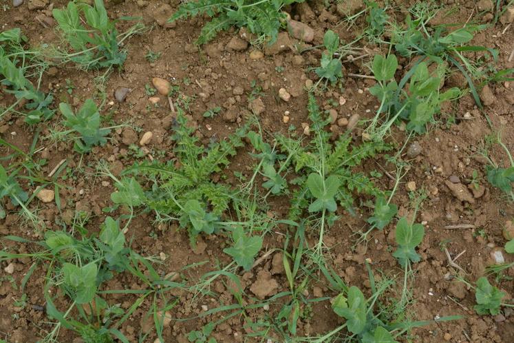 En pois d’hiver, la prélevée est à privilégier pour les situations difficiles, complétée d’une post-levée modulée si besoin.