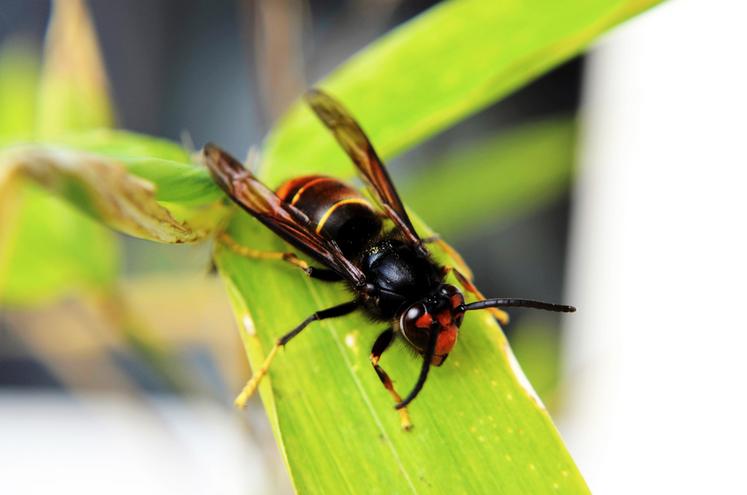 Le frelon asiatique, plus petit et plus sombre que le frelon européen, se distingue notamment par ses pattes jaunes et exerce une prédation beaucoup plus forte sur les abeilles.