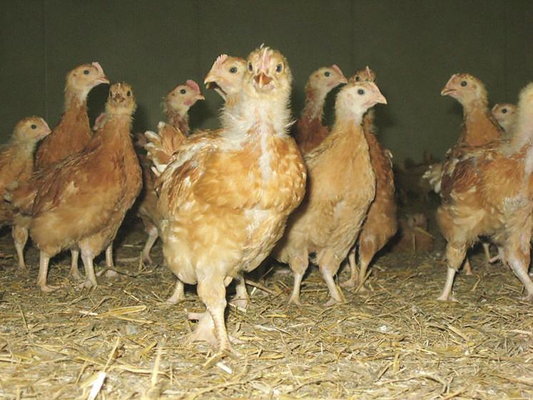 Alors que tous les élevages de volailles professionnels en Label rouge en zone Cafo sont indemnes, l'influenza aviaire oblige tout de même les éleveurs à être prudents et à respecter les règles de biosécurité.