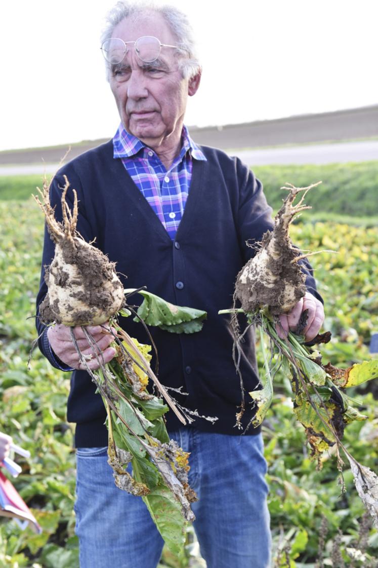 Différence de taille entre une betterave atteinte et l'autre non. 