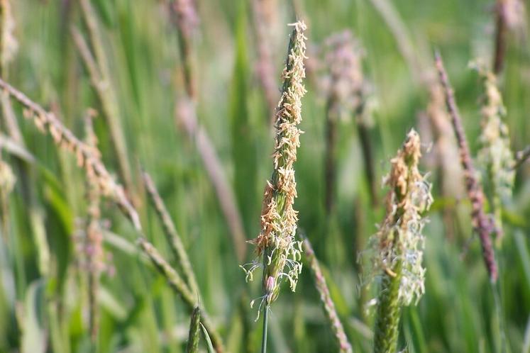 La pression des graminées comme le ray-grass, le vulpin, les bromes… est de plus en plus forte.