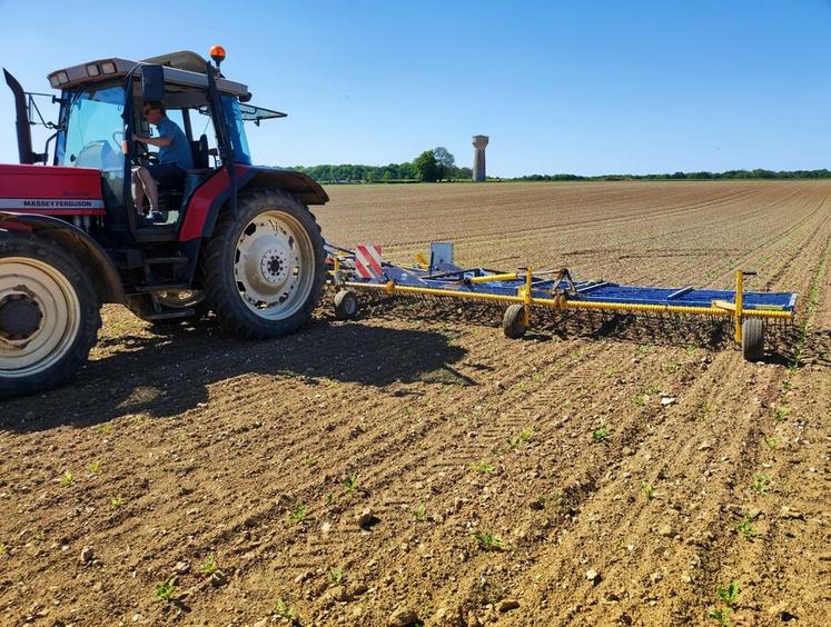 Associer le passage de la herse-étrille au désherbage chimique est plus efficace contre le ray-grass que la chimie seule.