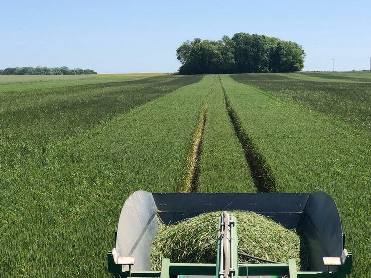 Au passage de l'écimeuse, les effets sur les adventices sont particulièrement probants. 