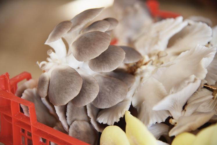 pleurotes, shiitakés et champignons de Paris 