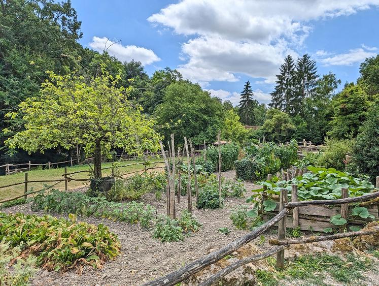 Sur le site, des légumes d'antan sont cultivés à l'instar du raifort, l'ancêtre de la moutarde.