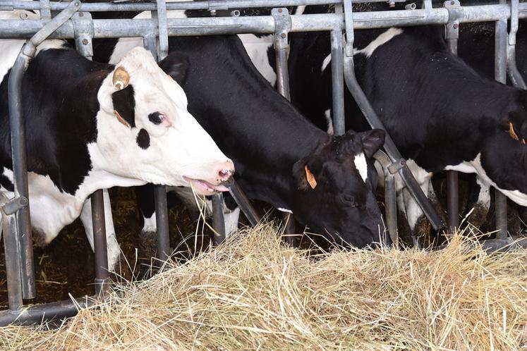 Le dispositif Réagir aide notamment les éleveurs à maîtriser alimentation et mécanisation pour sécuriser leur troupeau et leur trésorerie.