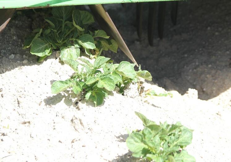 Une nutrition phosphorée insuffisante dès le démarrage du cycle de production peut entraîner une perte de rendement de 10 à 15 %.