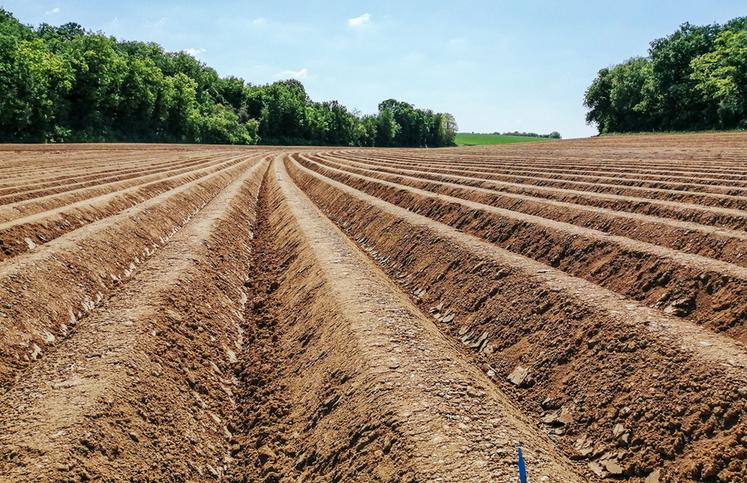 Une dose de 60 % d’azote apportée en localisé permet de dépasser le rendement à la dose 100 % en plein. 
