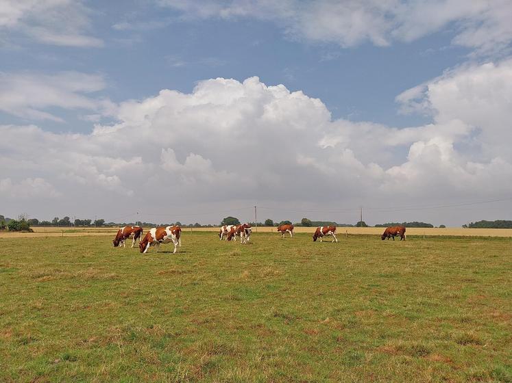 Le pâturage successif des chèvres et des vaches améliore la valorisation des prairies et renforce la complémentarité entre les deux ateliers.