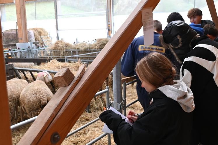 Jeudi 27 novembre, à Villavard. Les élèves des établissements scolaires du département ont participé au concours de pointage ovin.
