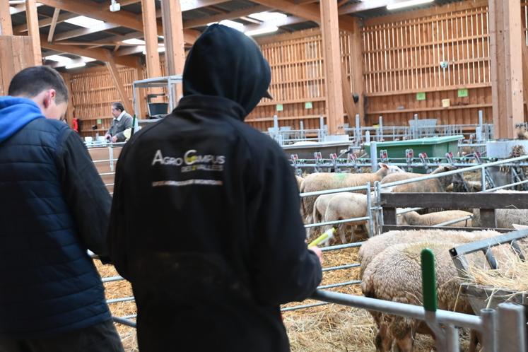 Les élèves des établissements scolaires du département se sont rejoints à l'exploitation pédagogique de Villavard pour participer au concours de pointage ovin qui s'est tenu jeudi 27 novembre. 
