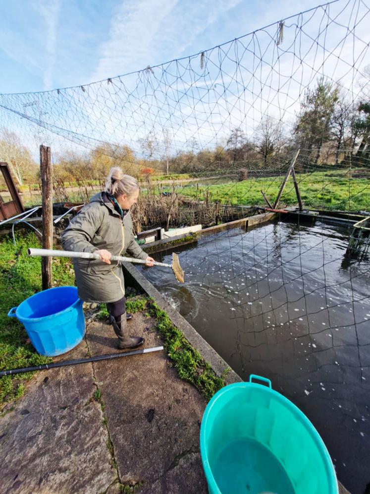Élevées sur l’exploitation, les truites de la Pisciculture Ollivier sont particulièrement plébiscitées par la clientèle à l’approche des fêtes de fin d’année.
