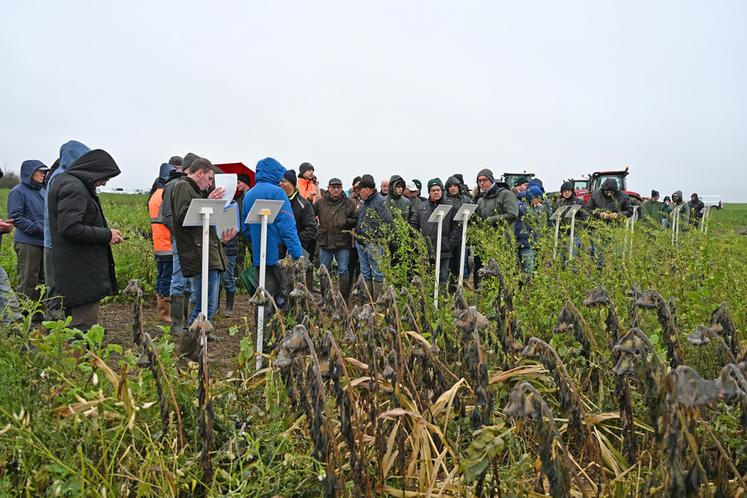 Augers-en-Brie, vendredi 28 novembre. Une cinquantaine d'agriculteurs a pris part à la visite des essais de couverts végétaux.