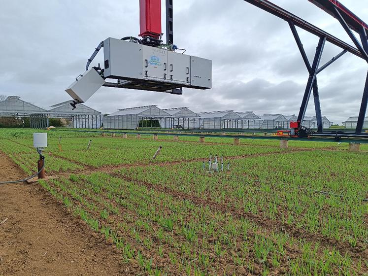 Figure 2 : Phénofield<SUP>®</SUP>, plateforme de phénotypage haut-débit permettant de scanner l’impact des stress hydriques et azotés sur le développement des plantes.