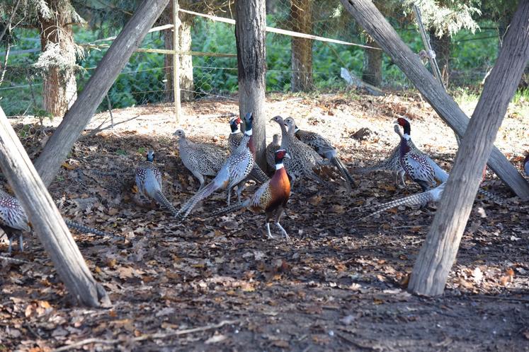 Élevage de faisans.