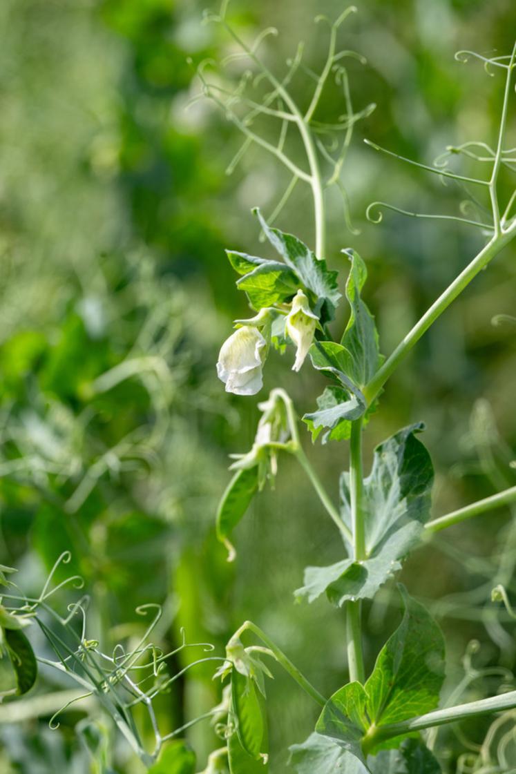 Le pois protéagineux constitue l’une des principales sources de protéines végétales mobilisées par la filière développée autour d’Axéréal et d’Intact, avec des débouchés en alimentation, cosmétique et industrie.