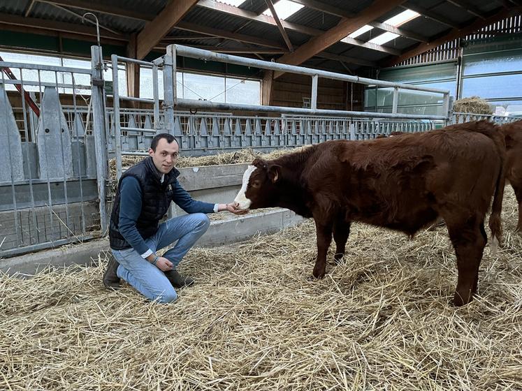 Mercredi 10 décembre, à Leudeville (Essonne). Petit à petit, Tanguy Schintgen se constitue son cheptel de bovins.
