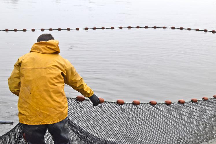Le Cap filière* aquaculture 2025-2029 englobe les activités de salmoniculture, d’aquaponie, d’algoculture et autres systèmes de production émergents comme la crevette d’eau douce.