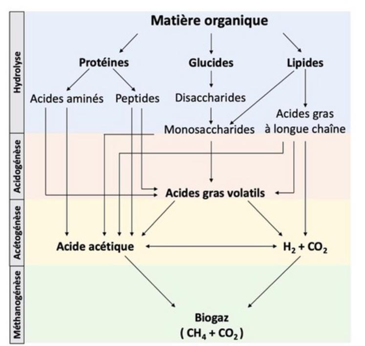 La méthanisation fait appel à des processus biologiques complexes.